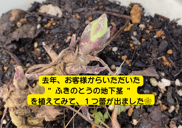 去年、お客様からいただいた " ふきのとうの地下茎 " を植えてみて、 １つ蕾が出ました❀